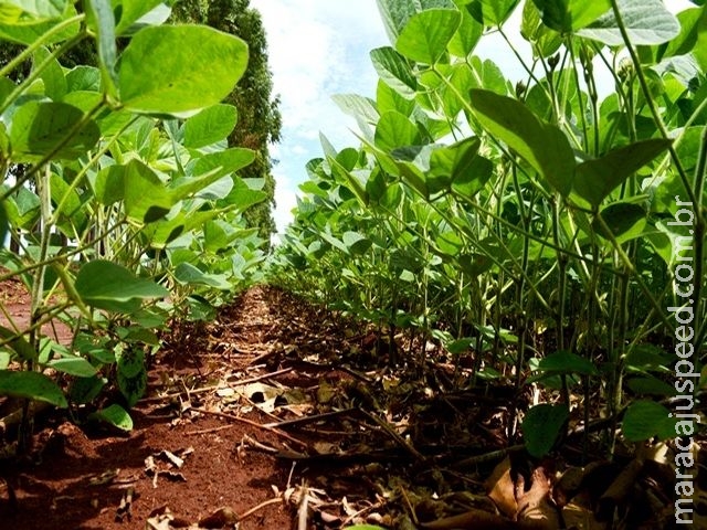 Plantio da soja chega a 68% das lavouras do estado, segundo Aprosoja/MS Plantio da soja chega a 68% das lavouras do estado, segundo Aprosoja/MS