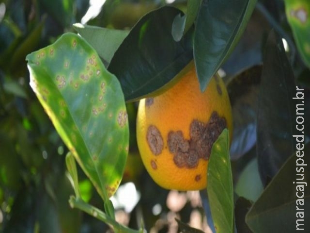 Tamanho e época das lesões de cancro cítrico influenciam na queda de frutos