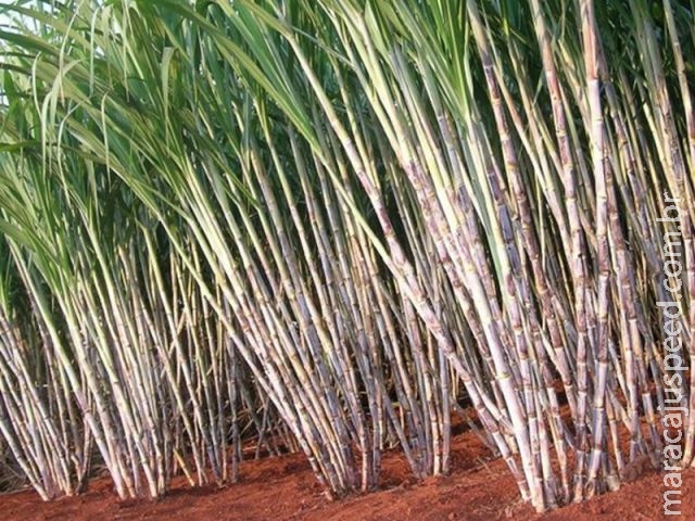 Concentração de variedades de cana na mesma região pode oferecer riscos, alerta IAC