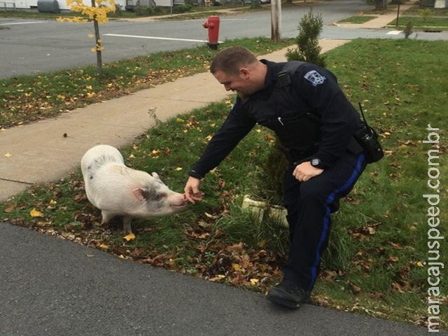  Polícia recaptura porco fugitivo chamado Kevin Bacon no Canadá 