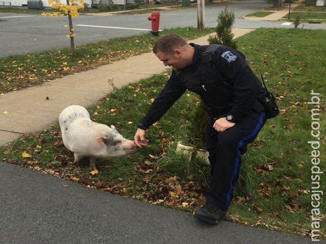 Polícia recaptura porco fugitivo chamado Kevin Bacon no Canadá Polícia recaptura porco fugitivo chamado Kevin Bacon no Canadá