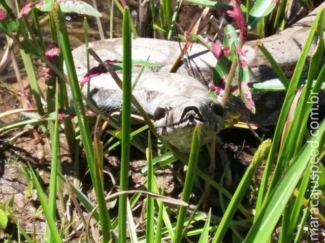 Jiboia é encontrada em árvore no centro de distrito de Tupã