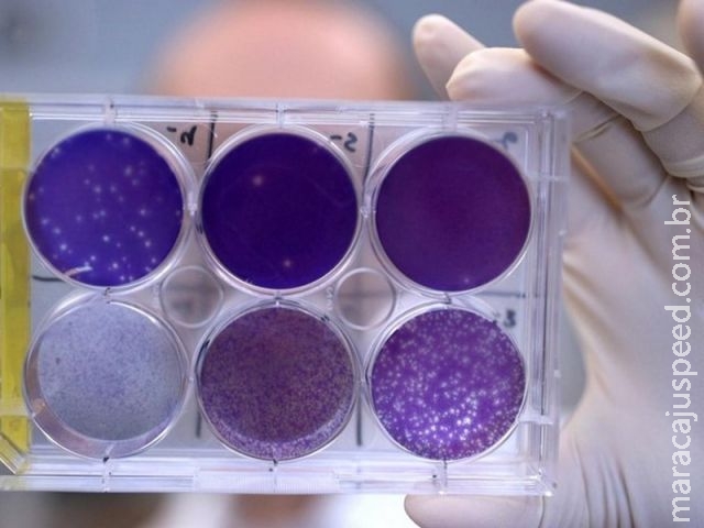 Em estudo, anticorpos protegem feto de roedor contra o vírus da zika Em estudo, anticorpos protegem feto de roedor contra o vírus da zika