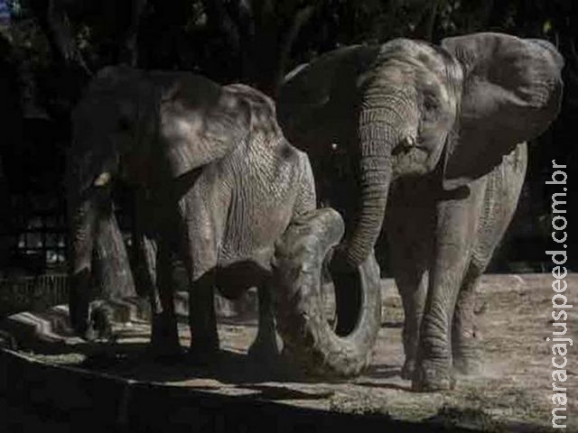 Advogados de três elefantes acusam zoo argentino de maus-tratos Advogados de três elefantes acusam zoo argentino de maus-tratos