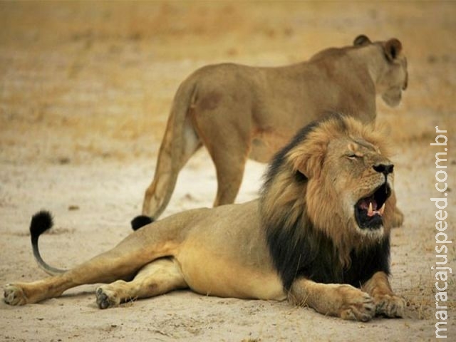 Zimbábue absolve caçador envolvido em morte de leão Cecil Zimbábue absolve caçador envolvido em morte de leão Cecil