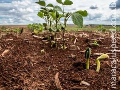 Sul de MS registra 80% de área plantada da safra de soja Sul de MS registra 80% de área plantada da safra de soja