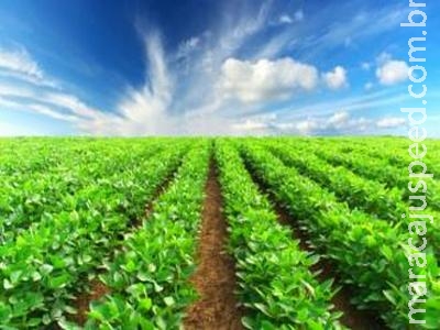 Produção de soja passa de 7,8 milhões de toneladas em MS Produção de soja passa de 7,8 milhões de toneladas em MS