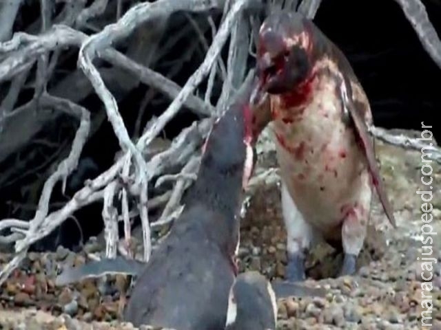 Pinguim se envolve em confronto sangrento após encontrar fêmea com " amante" Pinguim se envolve em confronto sangrento após encontrar fêmea com " amante"