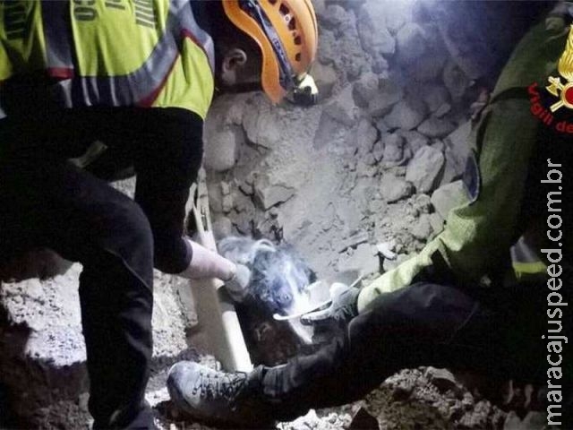 Cachorro é resgatado vivo dos escombros de terremoto na Itália Cachorro é resgatado vivo dos escombros de terremoto na Itália