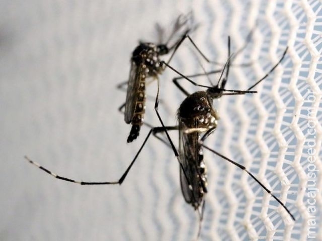  Brasil tem mais casos de chikungunya do que de zika em 2016