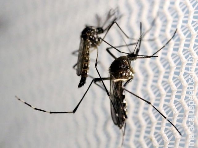 Brasil tem mais casos de chikungunya do que de zika em 2016 Brasil tem mais casos de chikungunya do que de zika em 2016