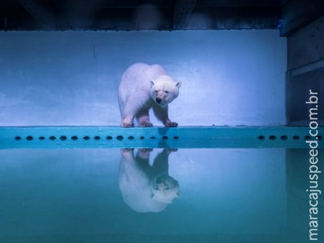 " Urso polar mais triste do mundo " deixa jaula em shopping da China " Urso polar mais triste do mundo " deixa jaula em shopping da China
