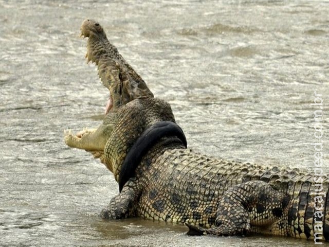  Crocodilo permanece há 2 meses com pneu de moto no pescoço na Indonésia