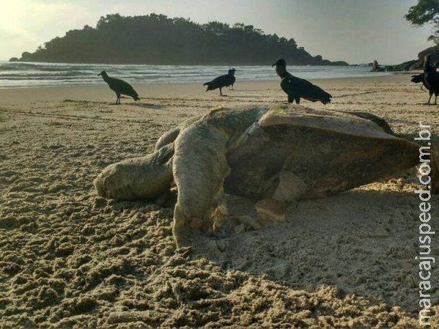 Tartaruga marinha é encontrada morta em praia de Guarujá, SP Tartaruga marinha é encontrada morta em praia de Guarujá, SP