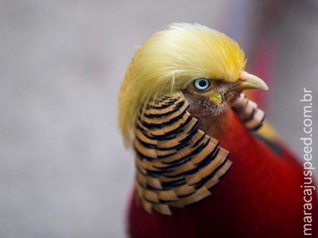 Faisão faz sucesso na China após eleição de Trump Faisão faz sucesso na China após eleição de Trump