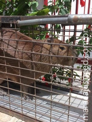 Capivara é capturada por bombeiros em rua movimentada de Jundiaí Capivara é capturada por bombeiros em rua movimentada de Jundiaí