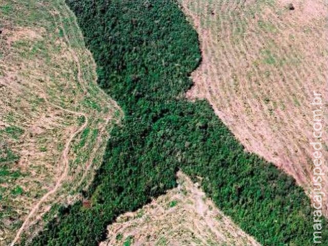  Desmatamento sobe 29% e chega ao maior nível em oito anos