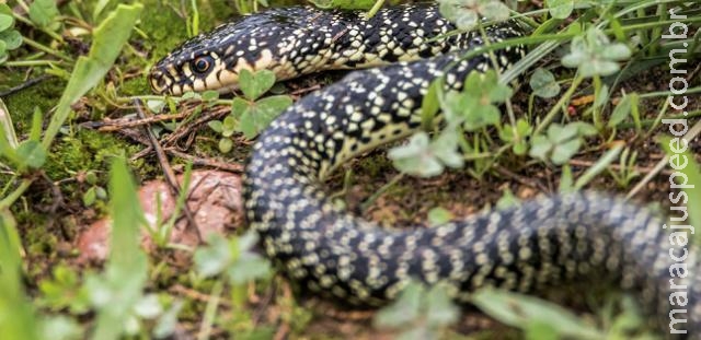 Saiba o que fazer no caso de acidentes com cobras, escorpiões ou aranhas Saiba o que fazer no caso de acidentes com cobras, escorpiões ou aranhas