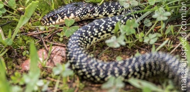 Saiba o que fazer no caso de acidentes com cobras, escorpiões ou aranhas