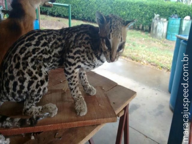 Curso de taxidermia empalha animais para educação ambiental