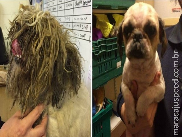 Cão fica " irreconhecível " após ter o pelo raspado na Inglaterra Cão fica " irreconhecível " após ter o pelo raspado na Inglaterra