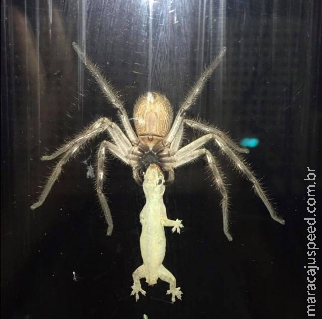 Mulher flagra aranha enorme capturando lagarto Mulher flagra aranha enorme capturando lagarto