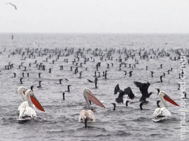 Grécia relata caso de vírus H5N8 da gripe aviária em cisne selvagem Grécia relata caso de vírus H5N8 da gripe aviária em cisne selvagem
