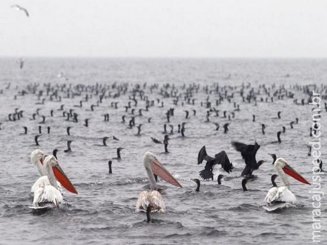  Grécia relata caso de vírus H5N8 da gripe aviária em cisne selvagem