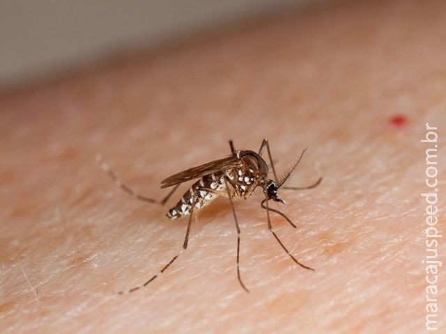 Chegada do verão exige maior atenção no combate mosquito Aedes aegypti