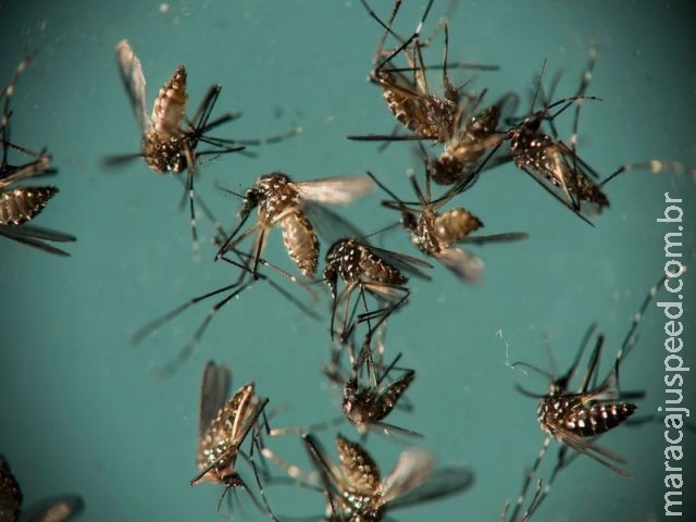  Mais de 50% das brasileiras desistem de engravidar por causa do zika, diz pesquisa