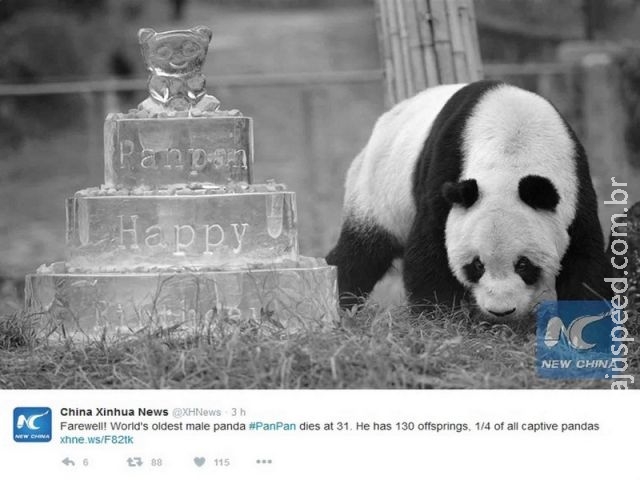  Panda mais velho do mundo morre aos 31 anos na China