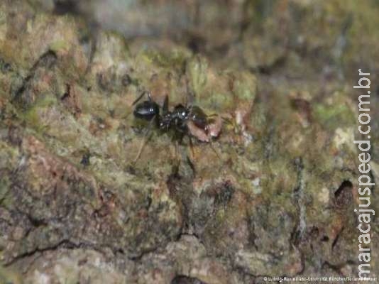  Formigas agricultoras plantam café nas florestas tropicais