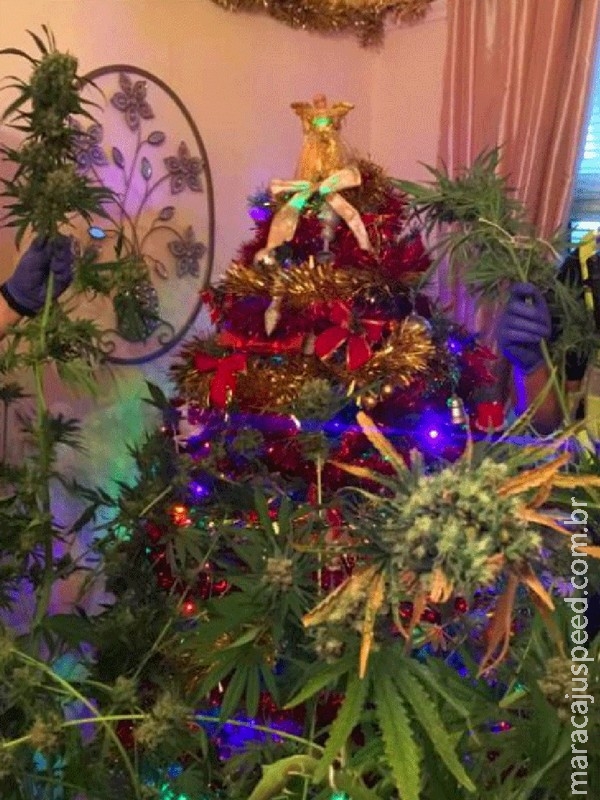Polícia britânica acha pé de maconha decorado como árvore de Natal Polícia britânica acha pé de maconha decorado como árvore de Natal