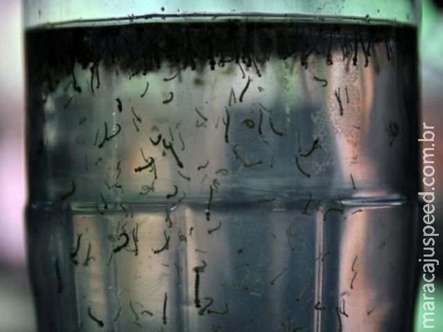 Universidades recebem R$ 3 mi para pesquisas sobre o zika vírus em dezembro Universidades recebem R$ 3 mi para pesquisas sobre o zika vírus em dezembro