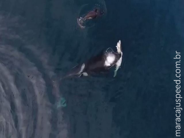 Drone captura momento em que orca ataca e come tubarão Drone captura momento em que orca ataca e come tubarão