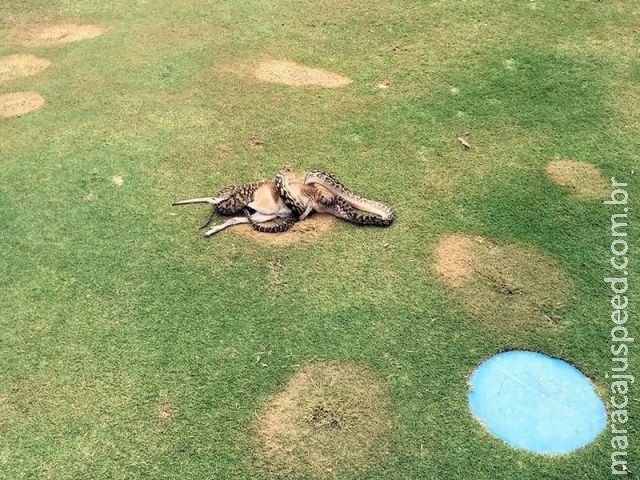 Píton enorme choca golfistas ao devorar wallaby em campo na Austrália Píton enorme choca golfistas ao devorar wallaby em campo na Austrália