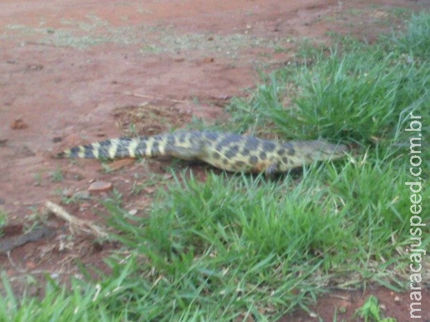 Crianças encontram jacaré enquanto brincavam em rua de Campo Grande Crianças encontram jacaré enquanto brincavam em rua de Campo Grande