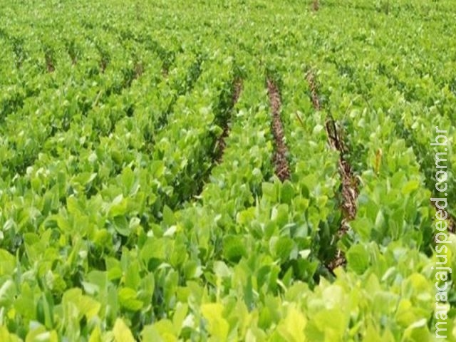 Zoneamento Agrícola de Risco Climático completa 20 anos Zoneamento Agrícola de Risco Climático completa 20 anos
