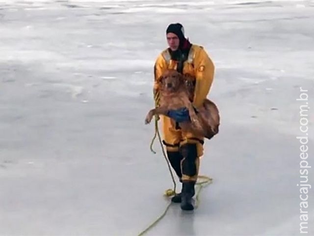 Cachorro de 14 anos é resgatado de lago congelado por bombeiros Cachorro de 14 anos é resgatado de lago congelado por bombeiros