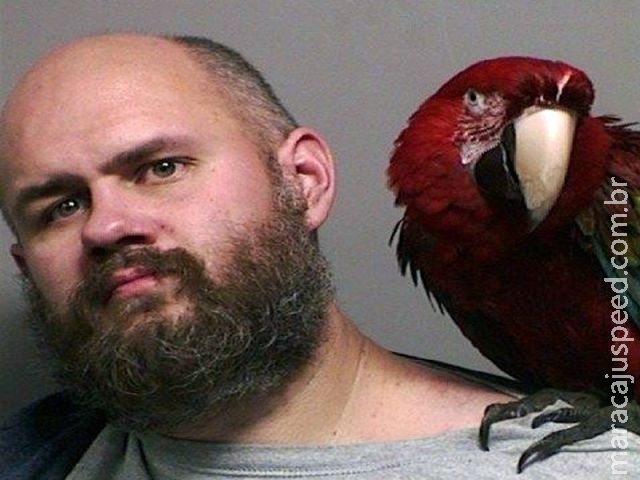 Americano posa para a foto da polícia com arara de estimação no ombro Americano posa para a foto da polícia com arara de estimação no ombro