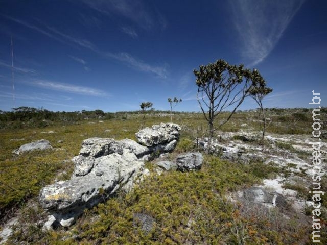 Pesquisa usa semente da caatinga para combate ao Aedes Pesquisa usa semente da caatinga para combate ao Aedes
