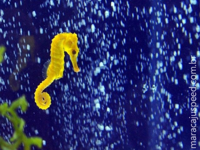  Cientistas desvendam segredos genéticos dos cavalos-marinhos