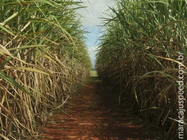 Produção de cana-de-açúcar deve aumentar 4,4% Produção de cana-de-açúcar deve aumentar 4,4%
