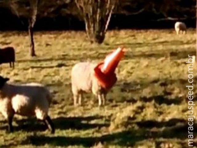 Ovelha fica com cone de trânsito preso na cabeça em fazenda inglesa Ovelha fica com cone de trânsito preso na cabeça em fazenda inglesa