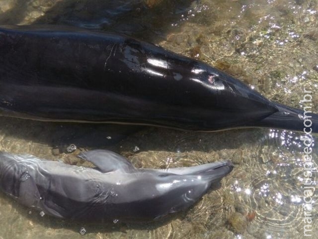 Golfinhos encalham em praia de Japaratinga e morrem