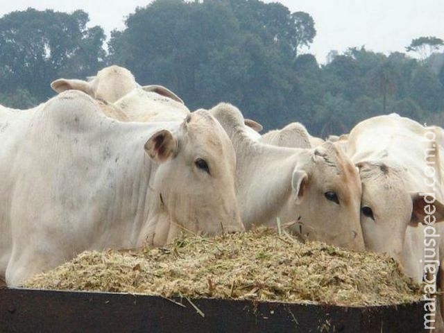 Brasil abre mercado do Japão para carne bovina Brasil abre mercado do Japão para carne bovina