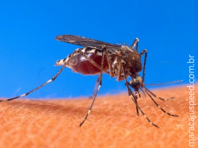 "Chikungunya é pior do que se imagina ", diz Luiz de Abreu "Chikungunya é pior do que se imagina ", diz Luiz de Abreu