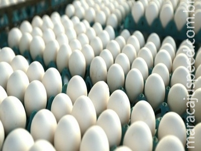 Exportação de ovos comerciais em novembro de 2016