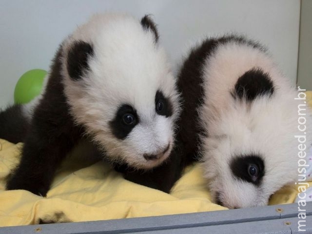  Zoo de Atlanta faz cerimônia para revelar nomes de pandas gêmeos