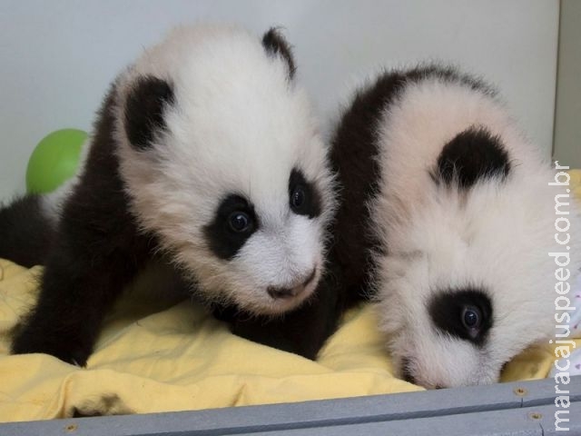 Zoo de Atlanta faz cerimônia para revelar nomes de pandas gêmeos Zoo de Atlanta faz cerimônia para revelar nomes de pandas gêmeos